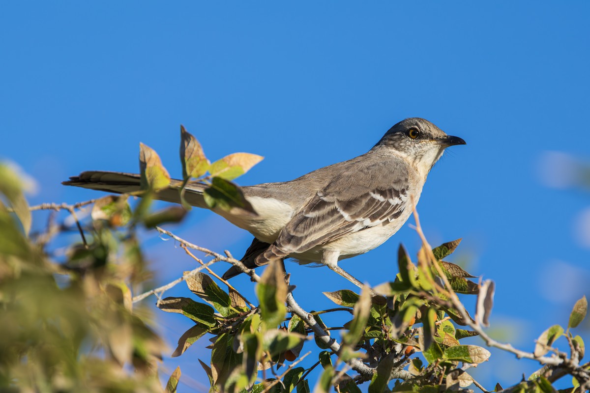 Northern Mockingbird - ML643804745