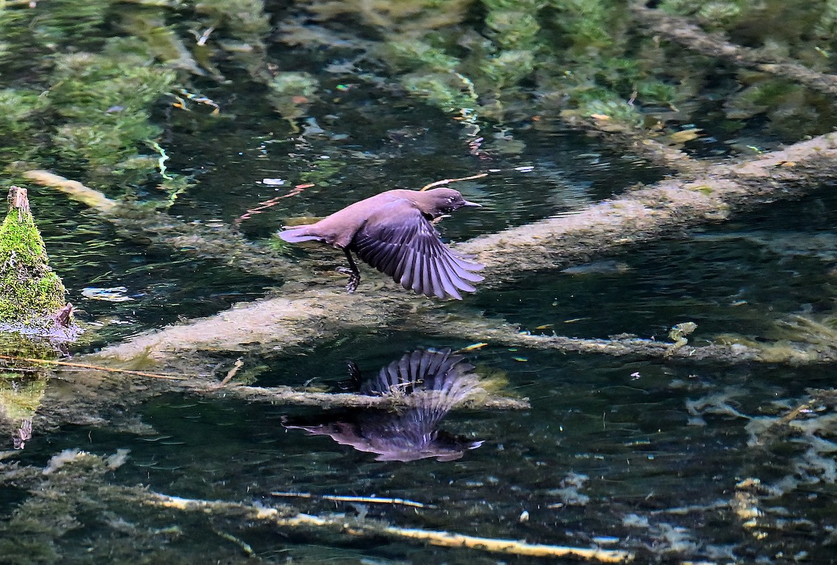 Brown Dipper - ML643804748