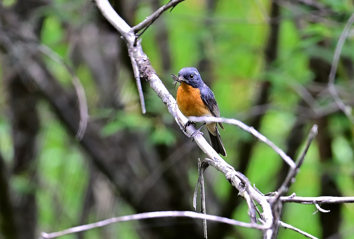 Slaty-backed Flycatcher - ML643804762
