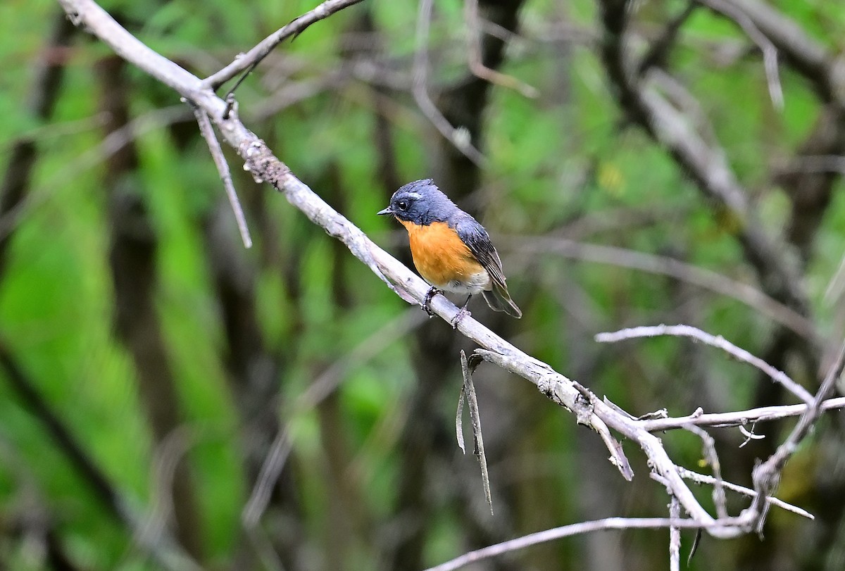 Slaty-backed Flycatcher - ML643804763