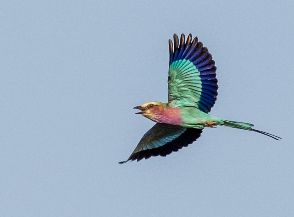 Lilac-breasted Roller (Lilac-breasted) - ML643804767