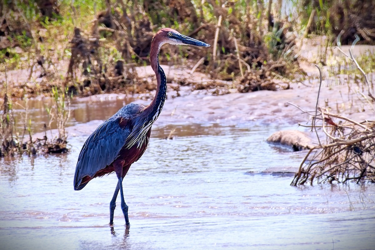 Goliath Heron - ML643804785