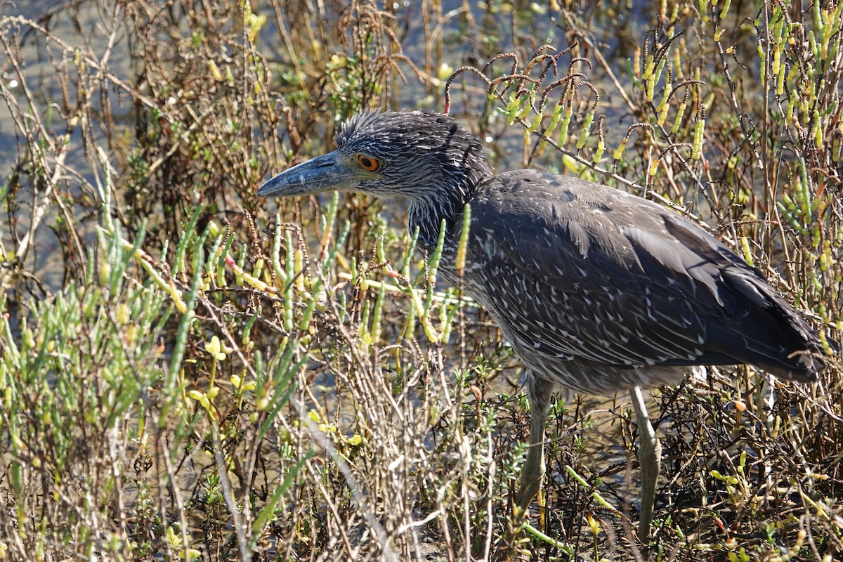 Yellow-crowned Night Heron - ML643804792