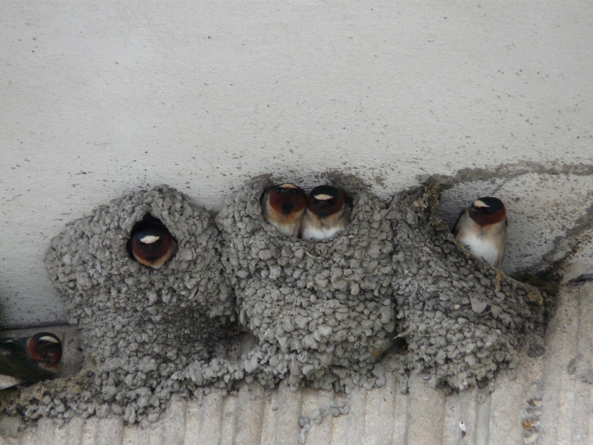 Cliff Swallow - ML643804793