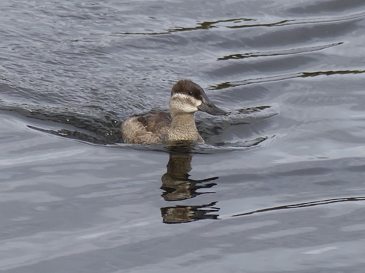 Ruddy Duck - ML643804797
