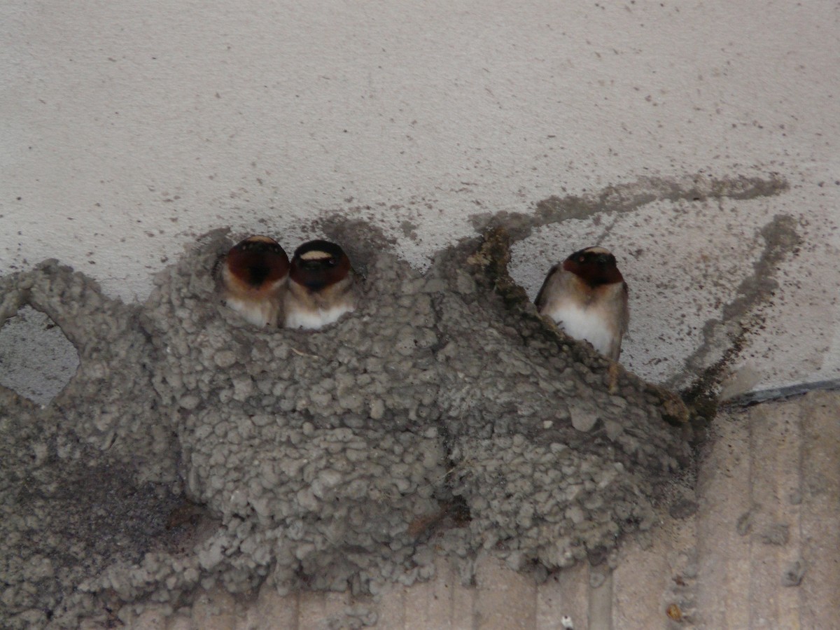 Cliff Swallow - ML643804801