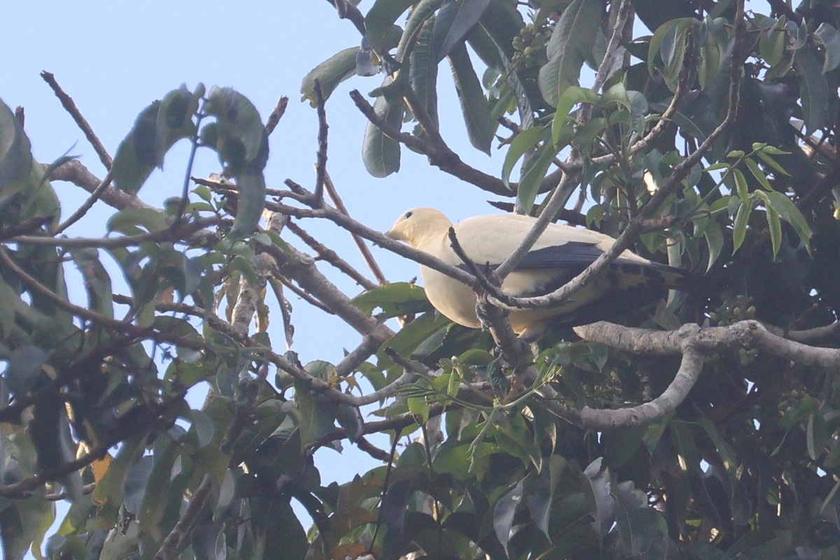 Yellowish Imperial-Pigeon - ML643804803