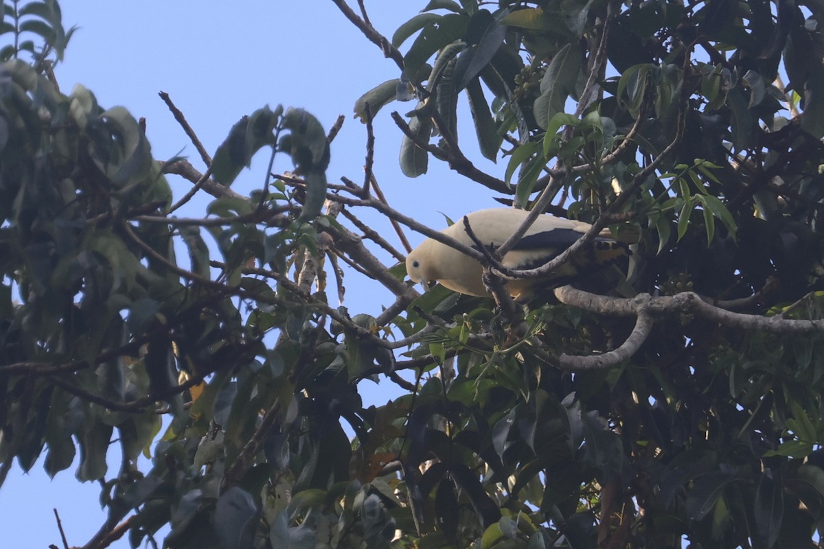 Yellowish Imperial-Pigeon - ML643804804