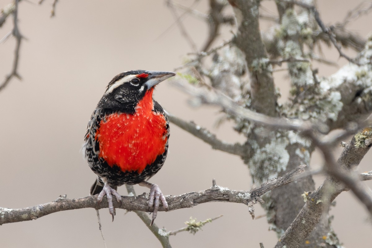 Peruvian Meadowlark - ML643804806