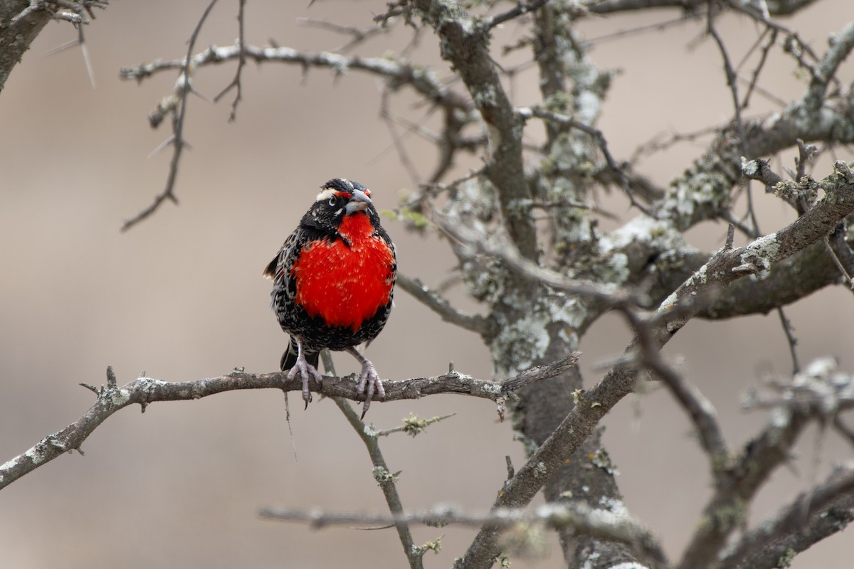 Peruvian Meadowlark - ML643804807