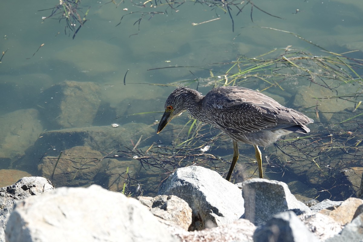 Yellow-crowned Night Heron - ML643804808