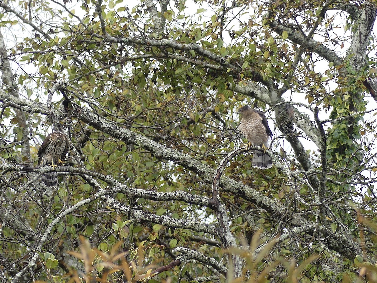 Cooper's Hawk - ML643804813