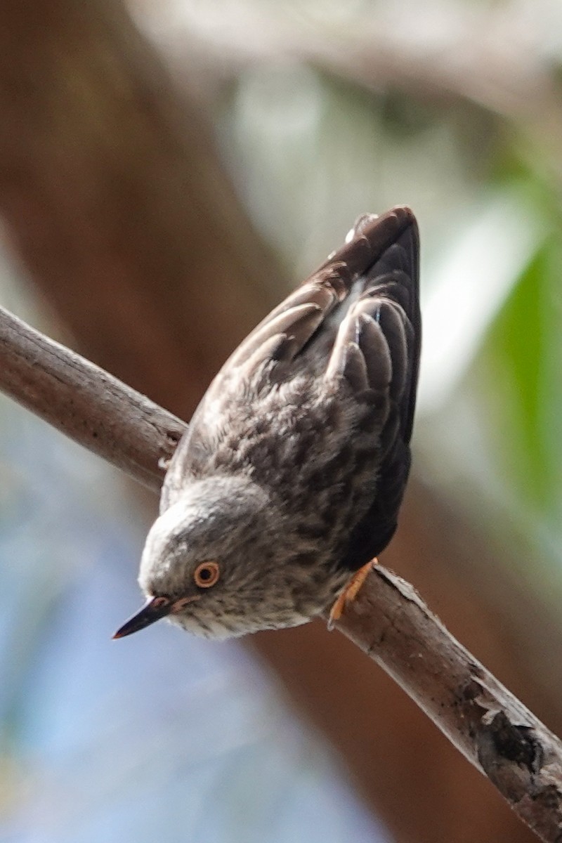 Varied Sittella - ML643804814