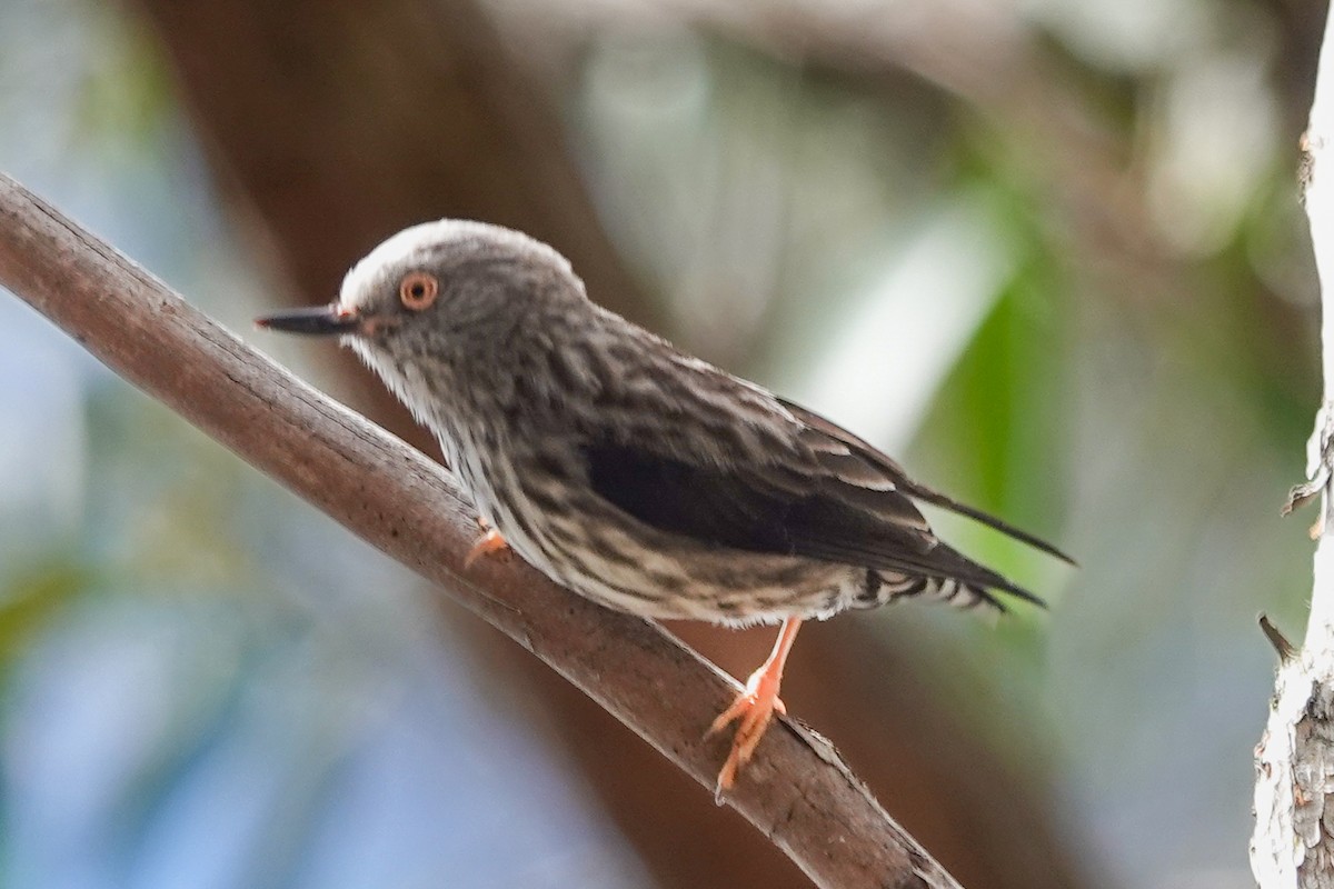 Varied Sittella - ML643804815