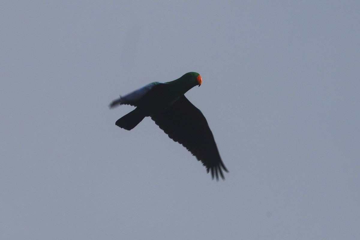 Papuan Eclectus - ML643804816