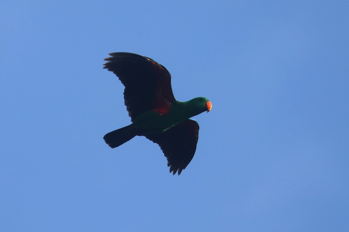 Papuan Eclectus - ML643804817