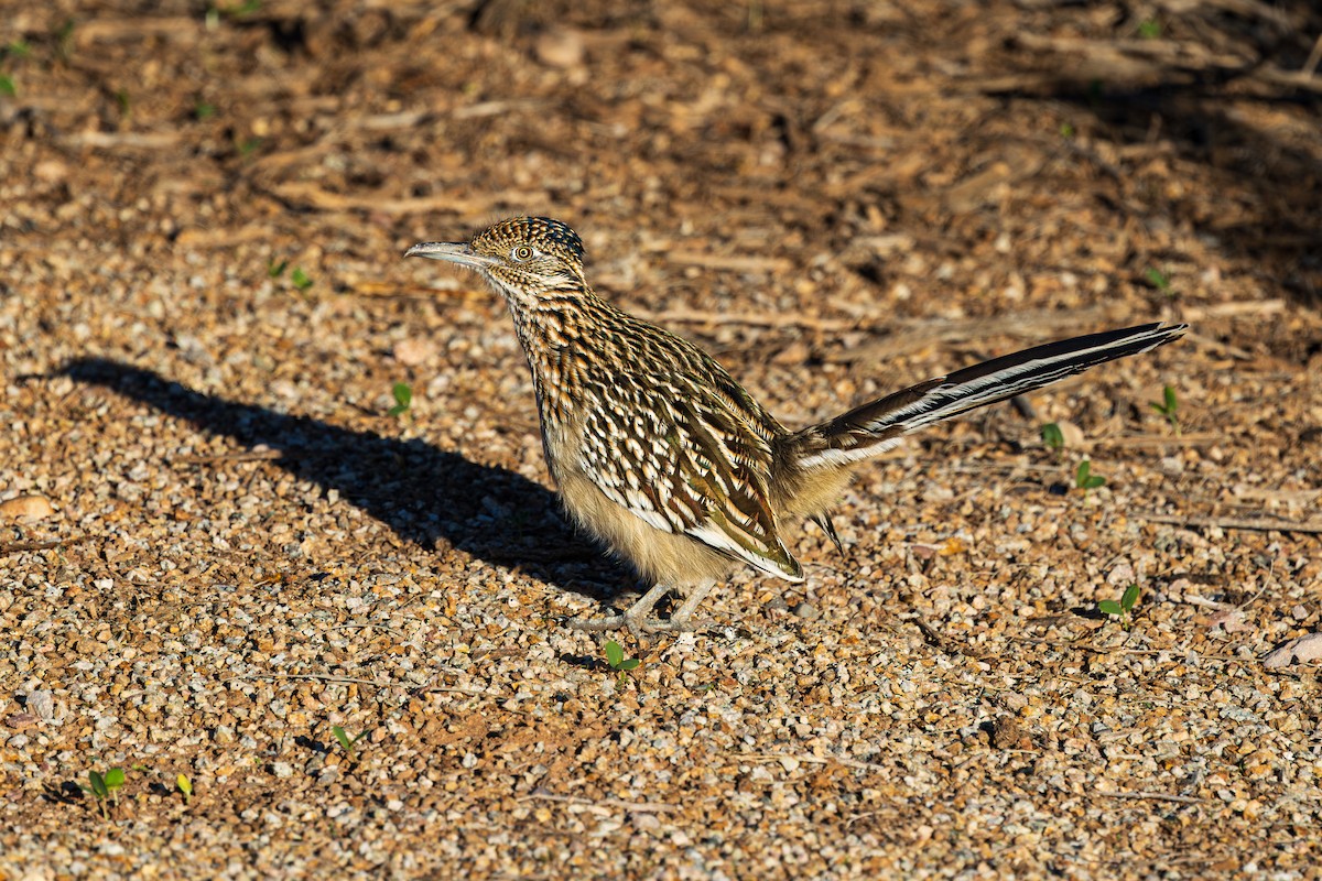 Greater Roadrunner - ML643804819