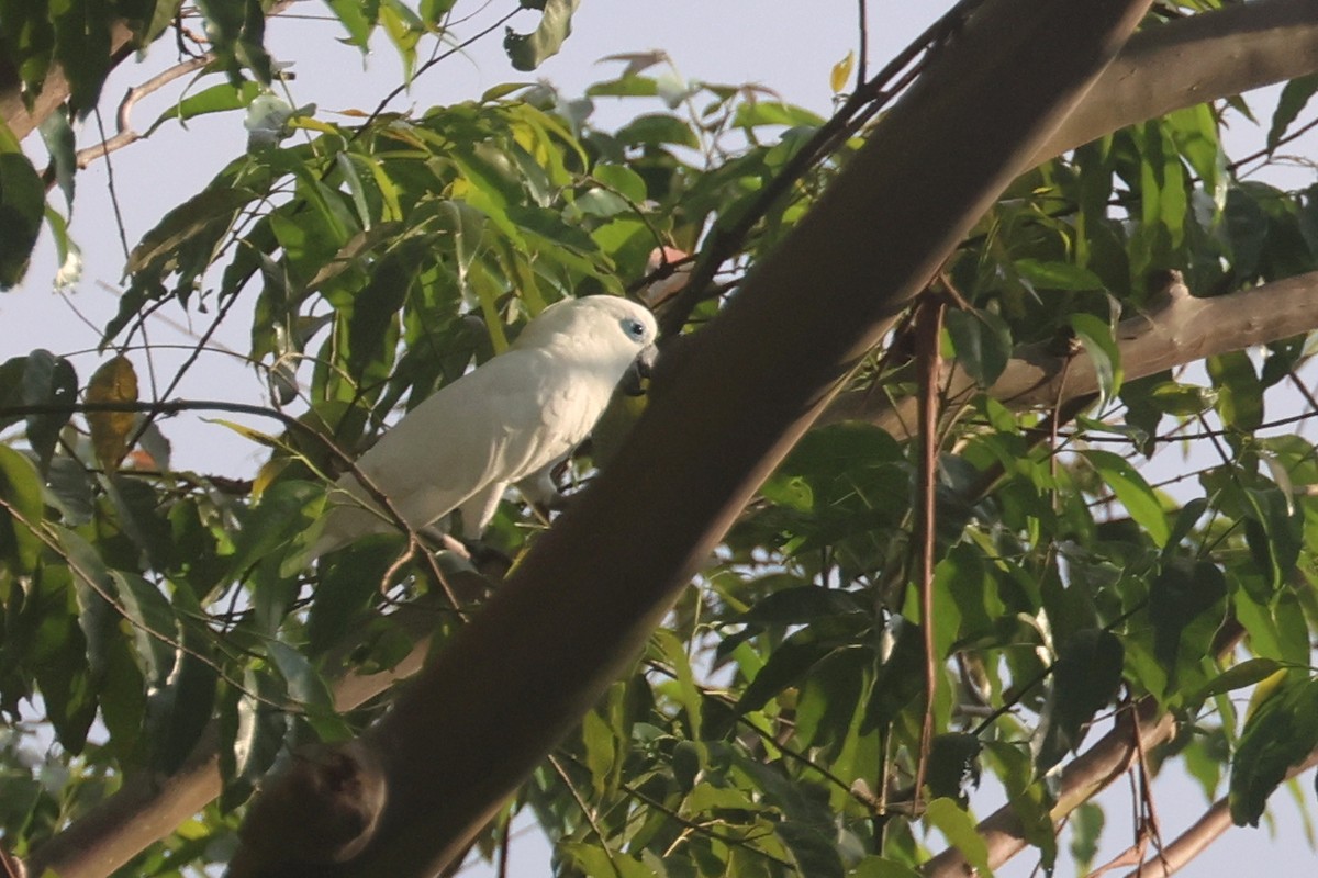 Blue-eyed Cockatoo - ML643804820