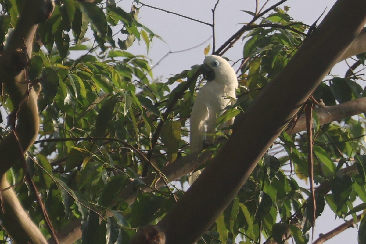 Blue-eyed Cockatoo - ML643804821
