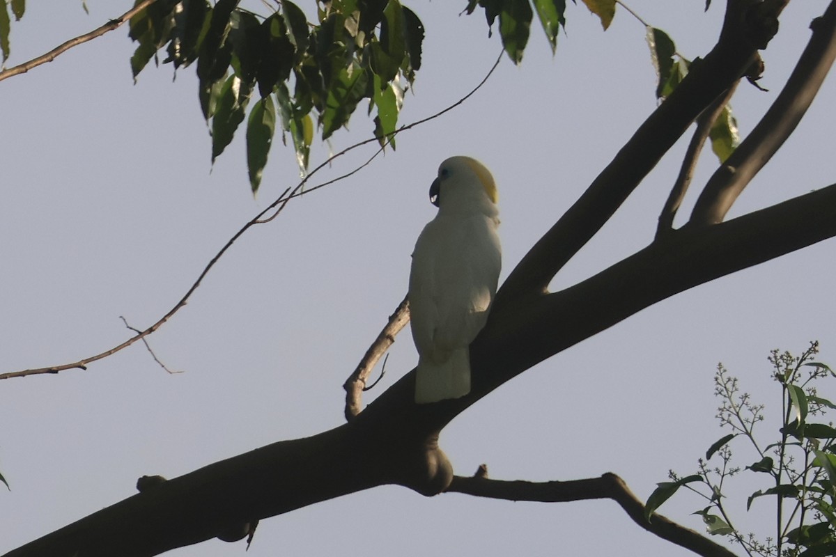 Blue-eyed Cockatoo - ML643804822