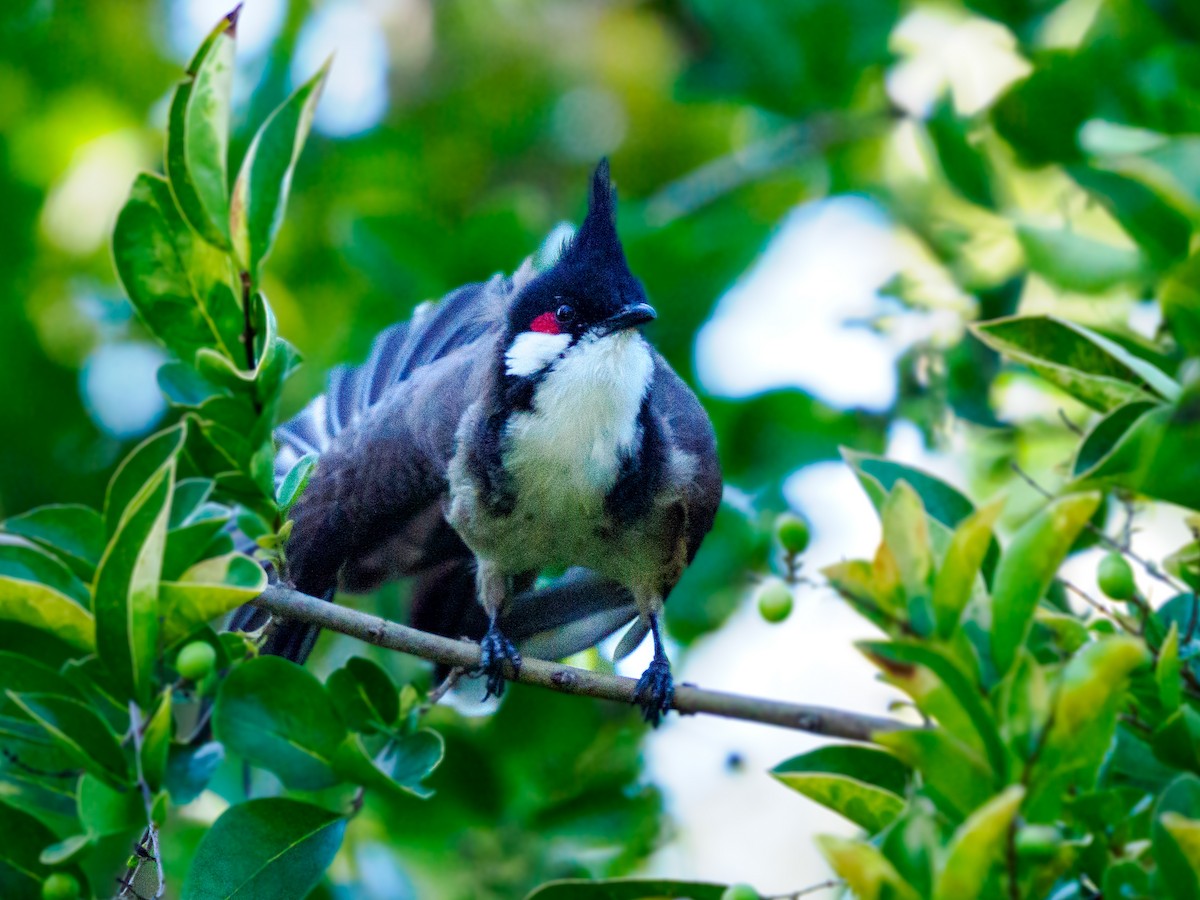 Bulbul Orfeo - ML643804826
