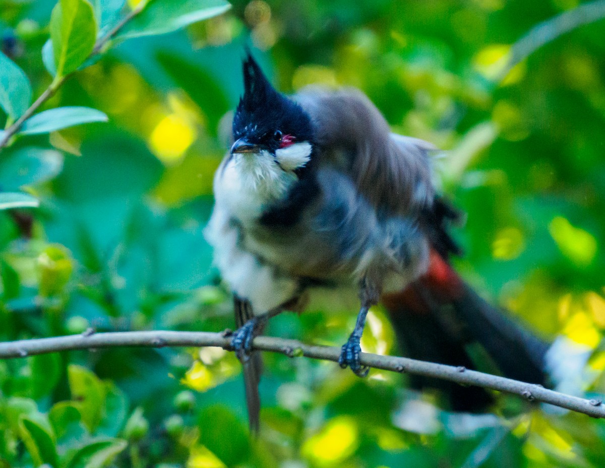 Bulbul Orfeo - ML643804827