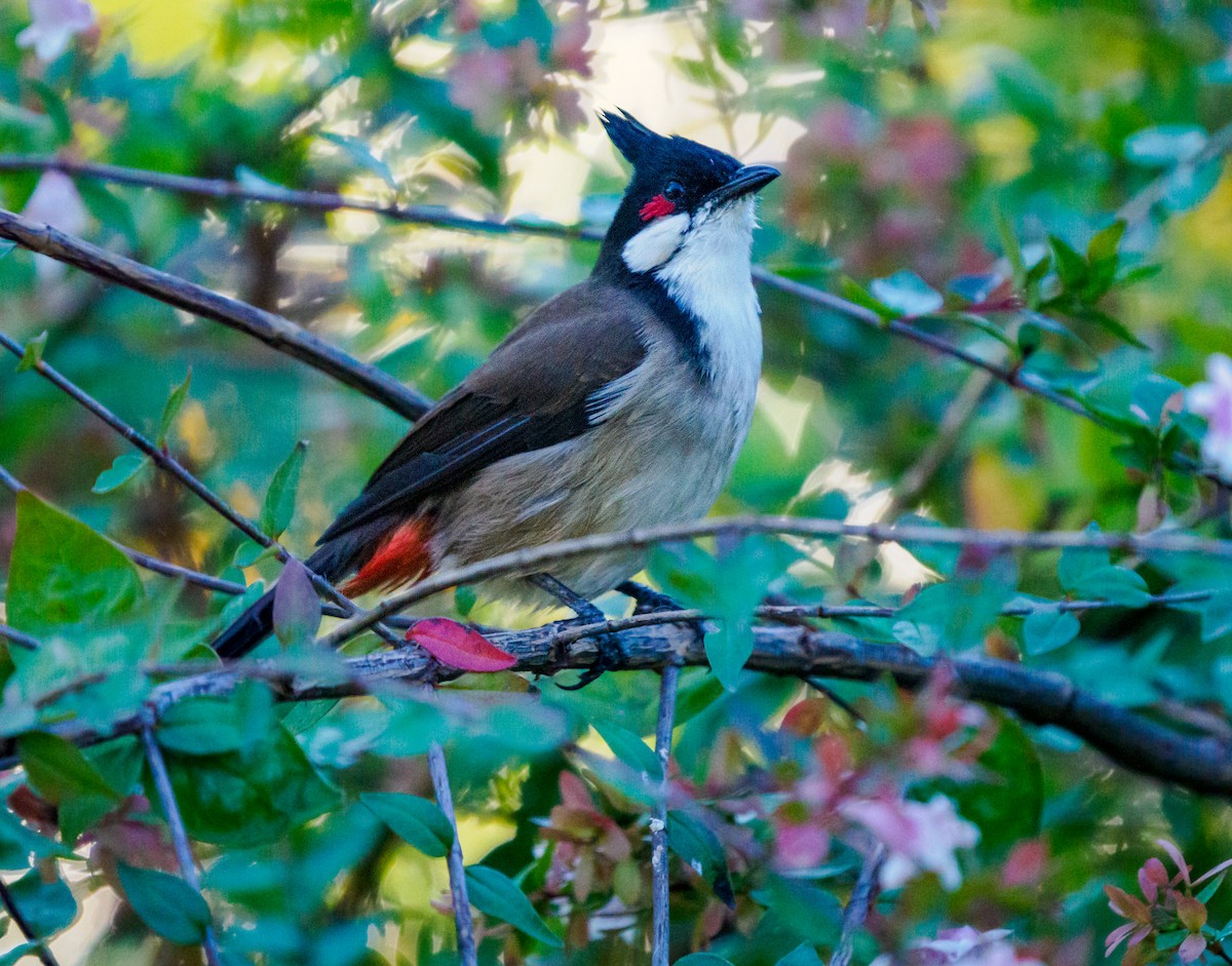 Bulbul Orfeo - ML643804829