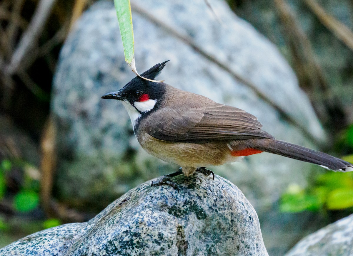 Bulbul Orfeo - ML643804830