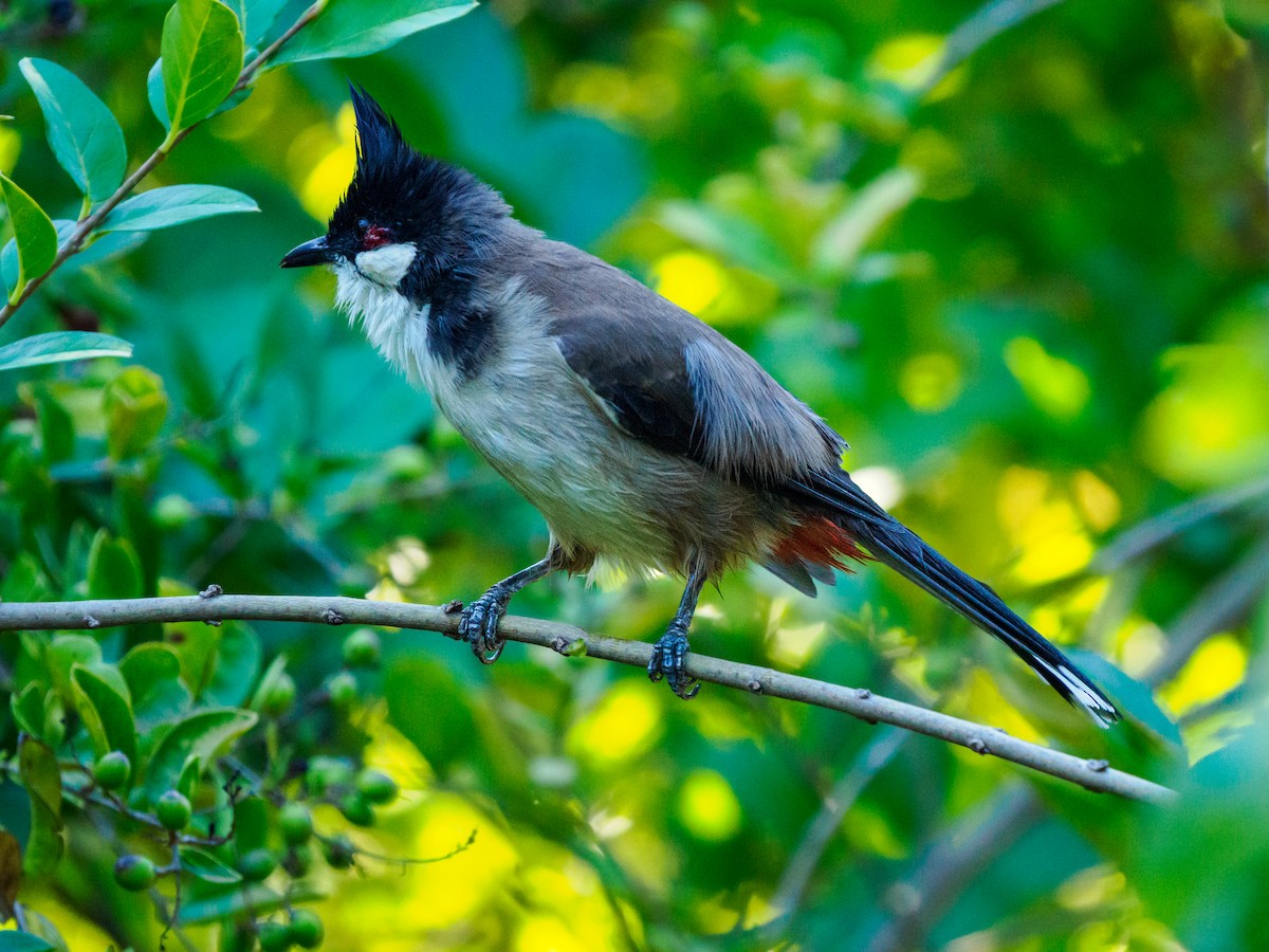 Bulbul Orfeo - ML643804831