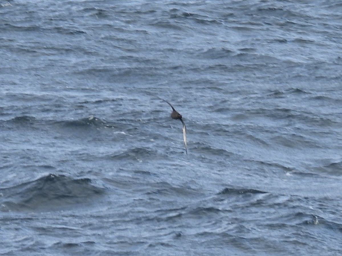 Short-tailed Shearwater - ML643804837