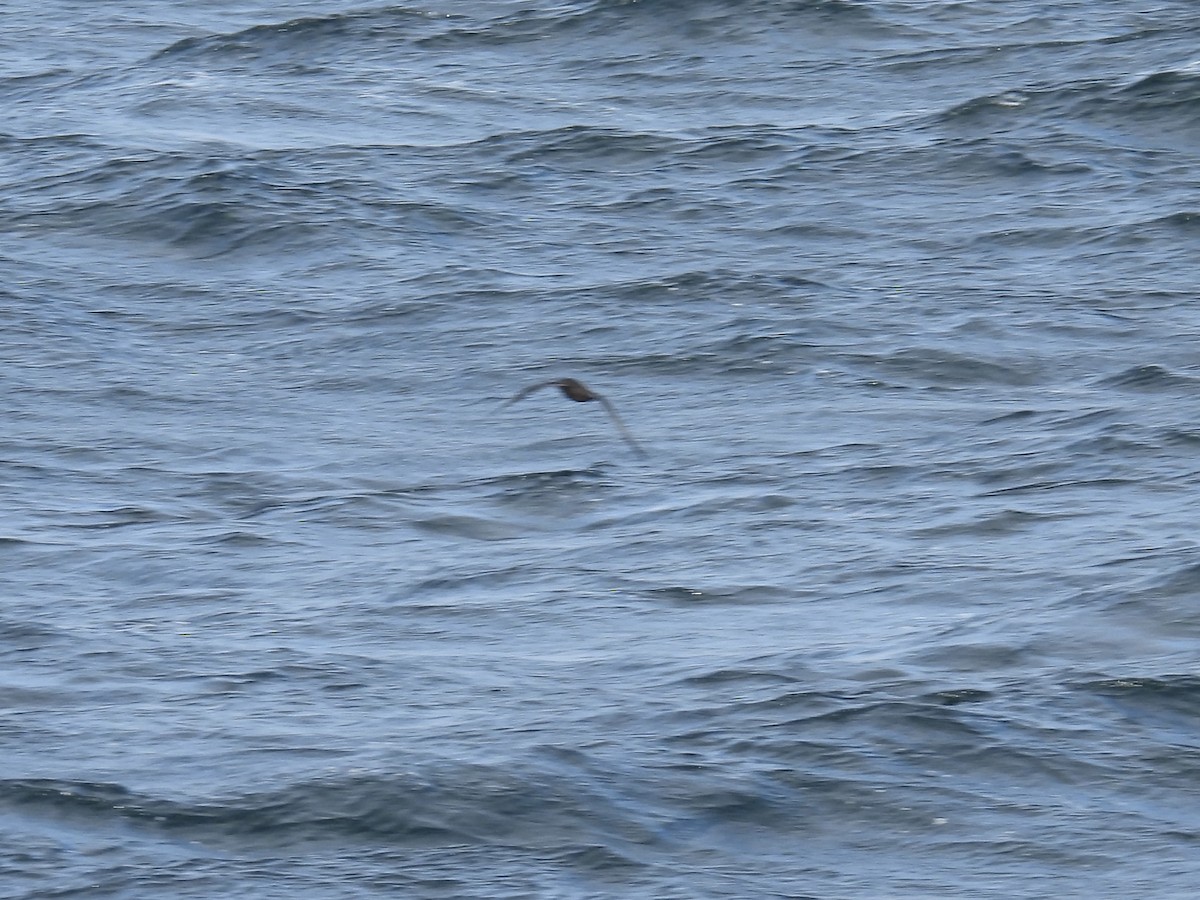 Short-tailed Shearwater - ML643804838