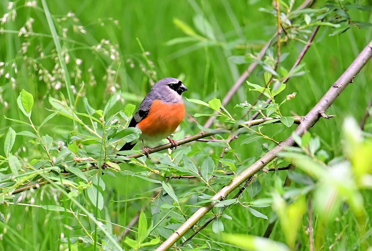 Gray-headed Bullfinch - ML643804845