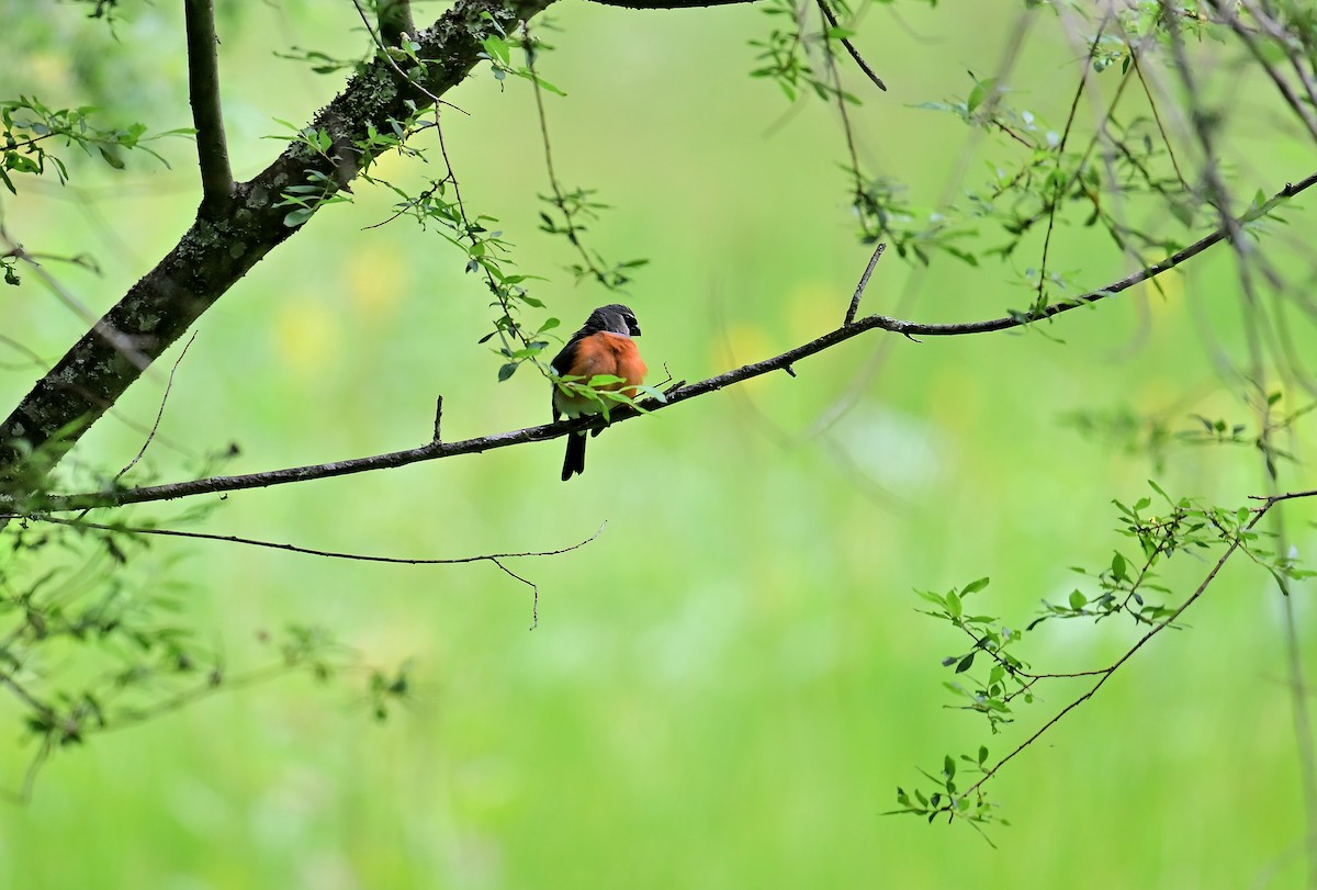 Gray-headed Bullfinch - ML643804846