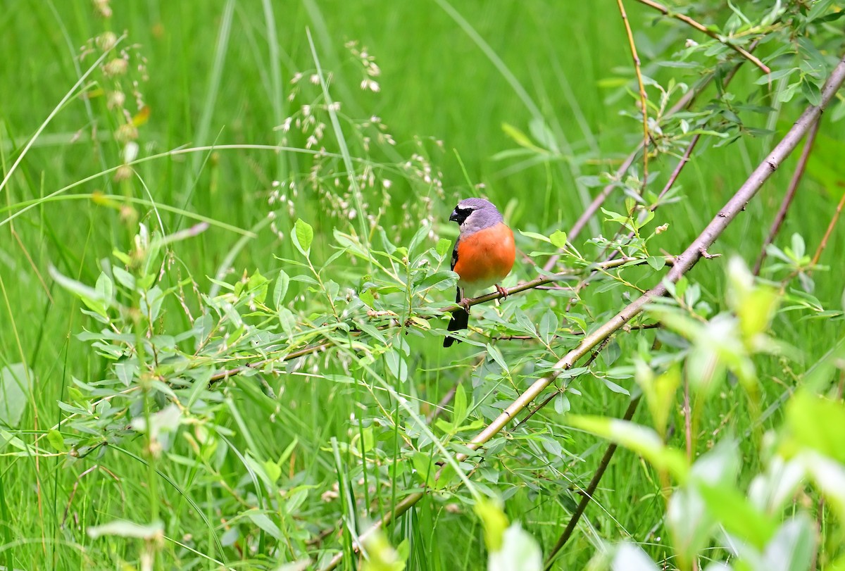 Gray-headed Bullfinch - ML643804847