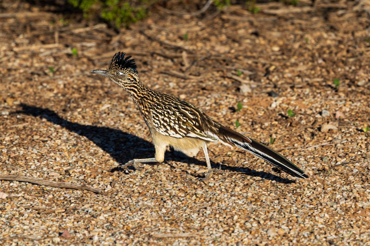 Greater Roadrunner - ML643804856
