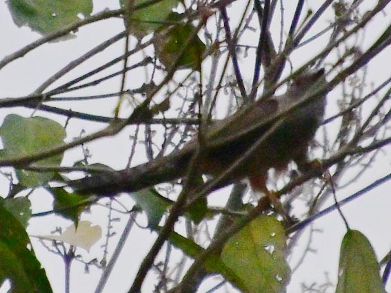 Plaintive Cuckoo - ML643804890