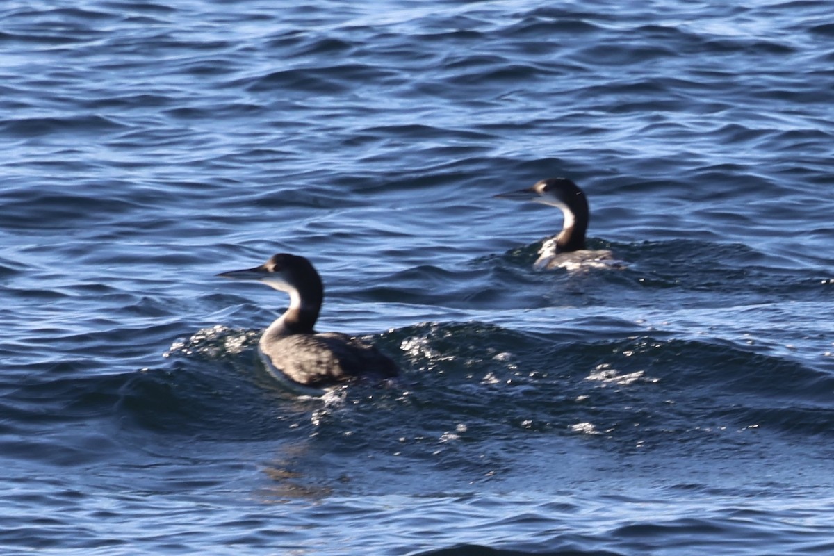 Common Loon - ML643804892