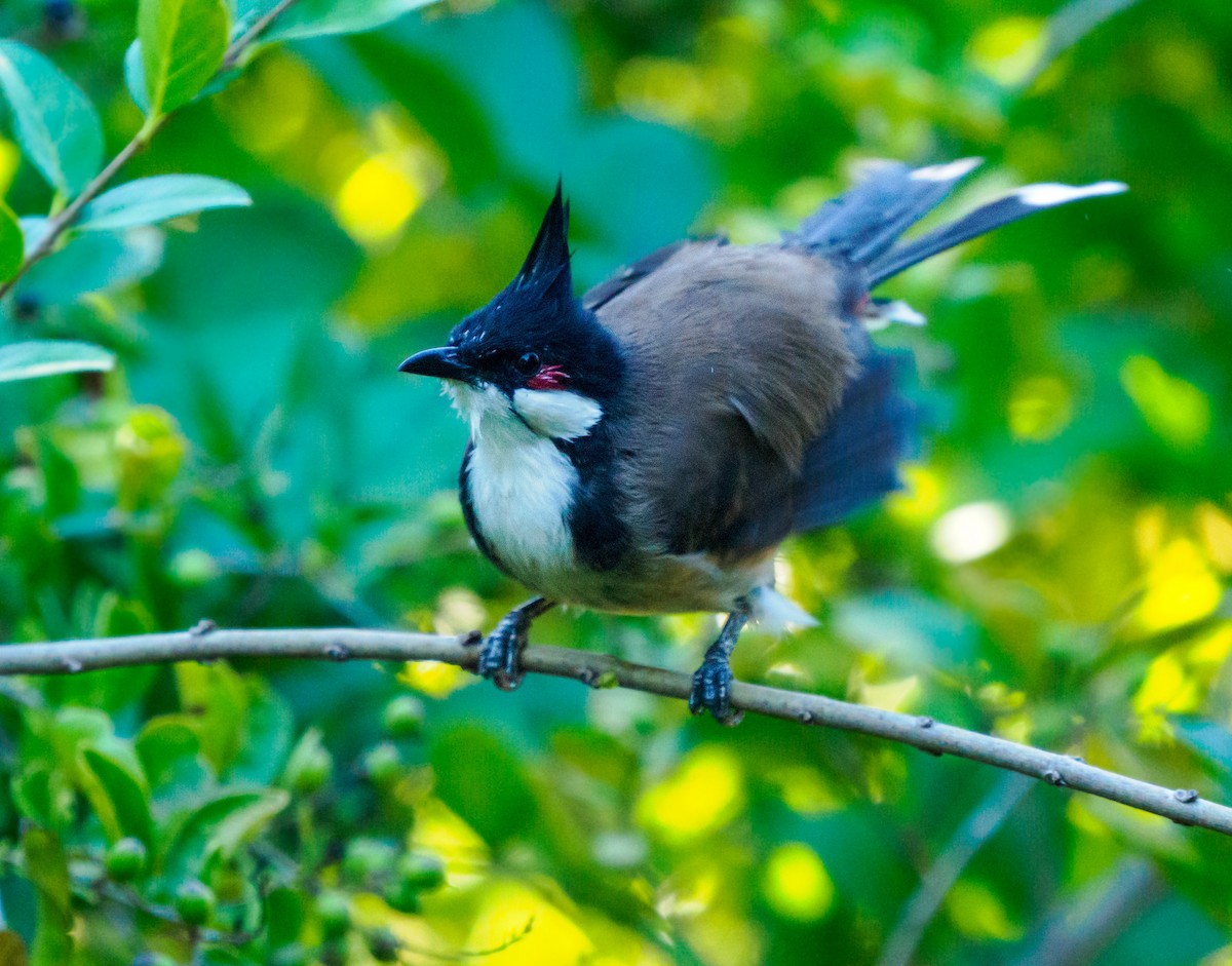 Bulbul Orfeo - ML643804896