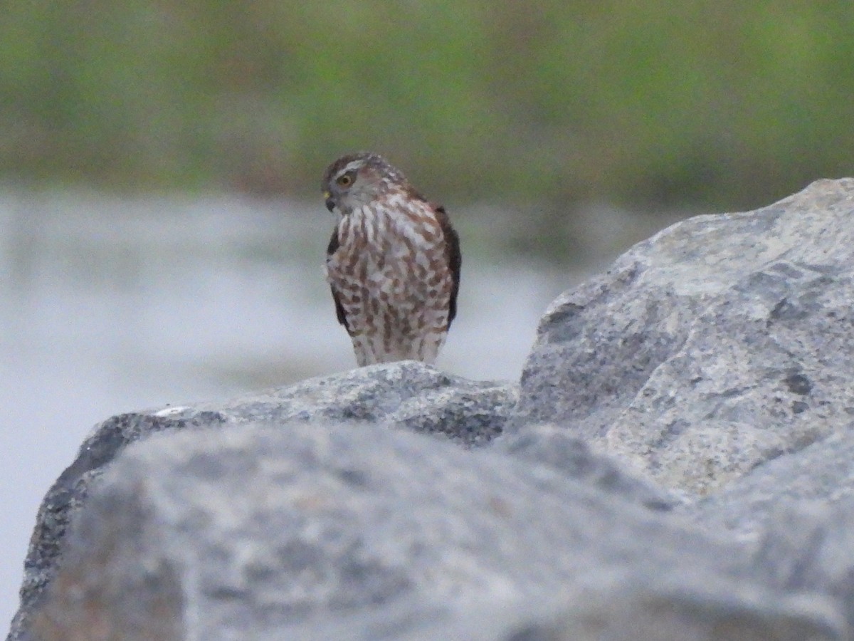 Sharp-shinned Hawk - ML643804897