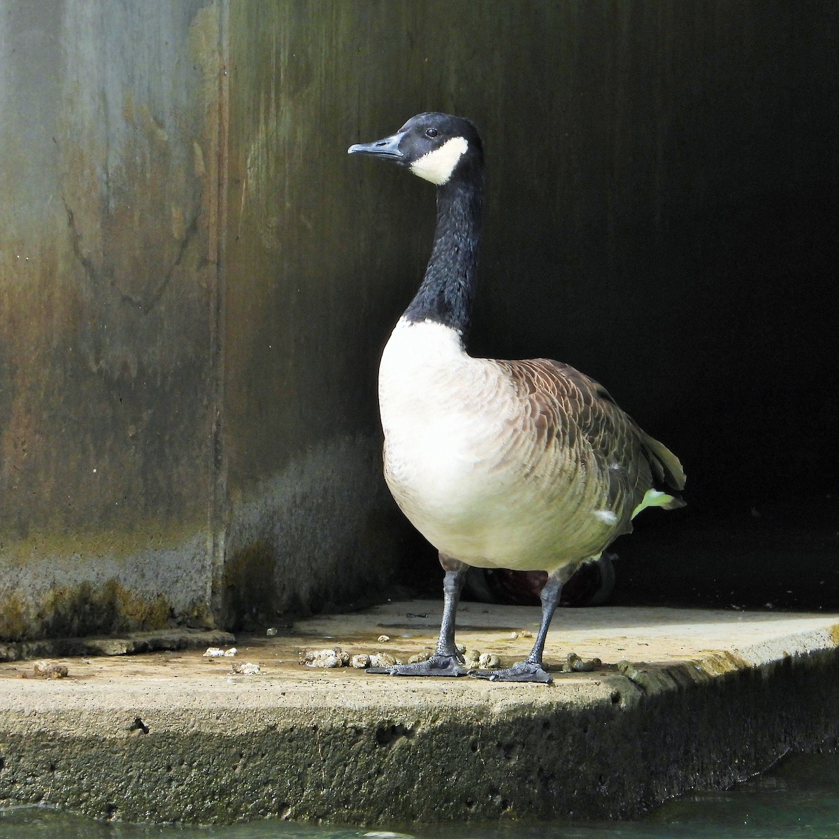 Branta kanadar handia - ML643804915