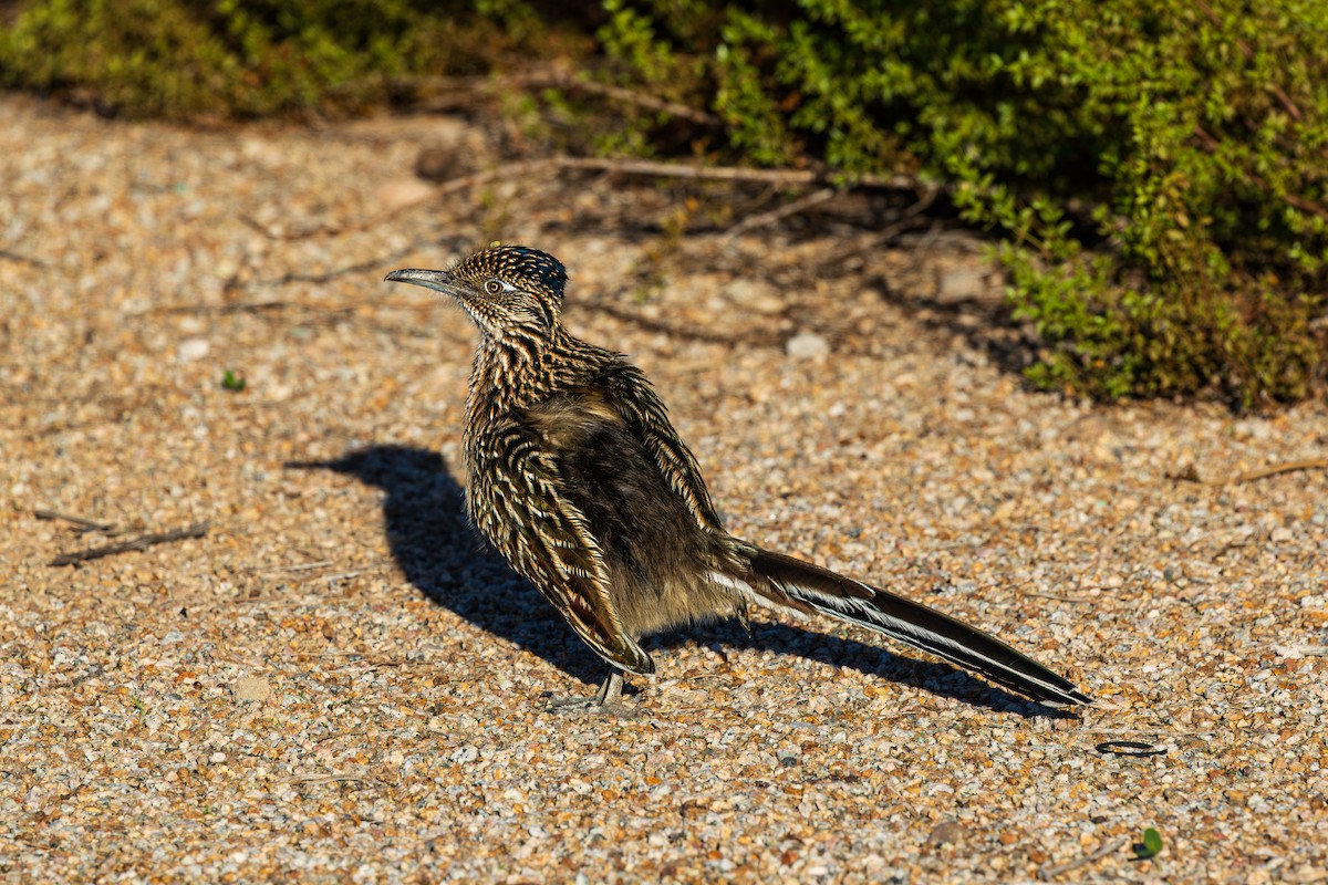 Greater Roadrunner - ML643804917