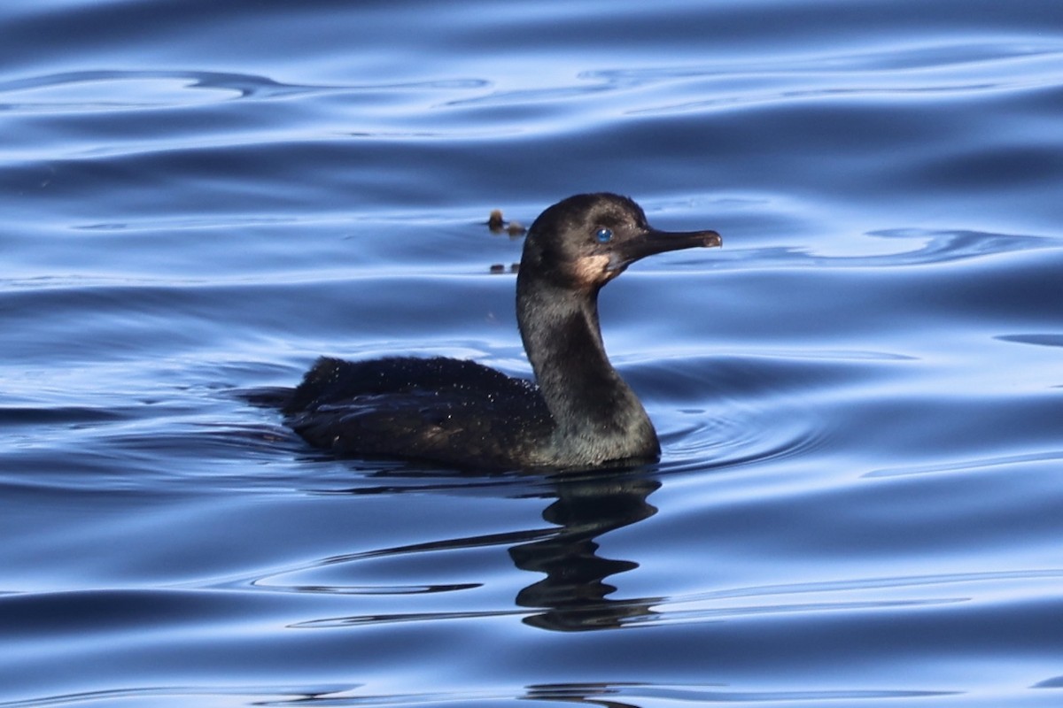 Brandt's Cormorant - ML643804919