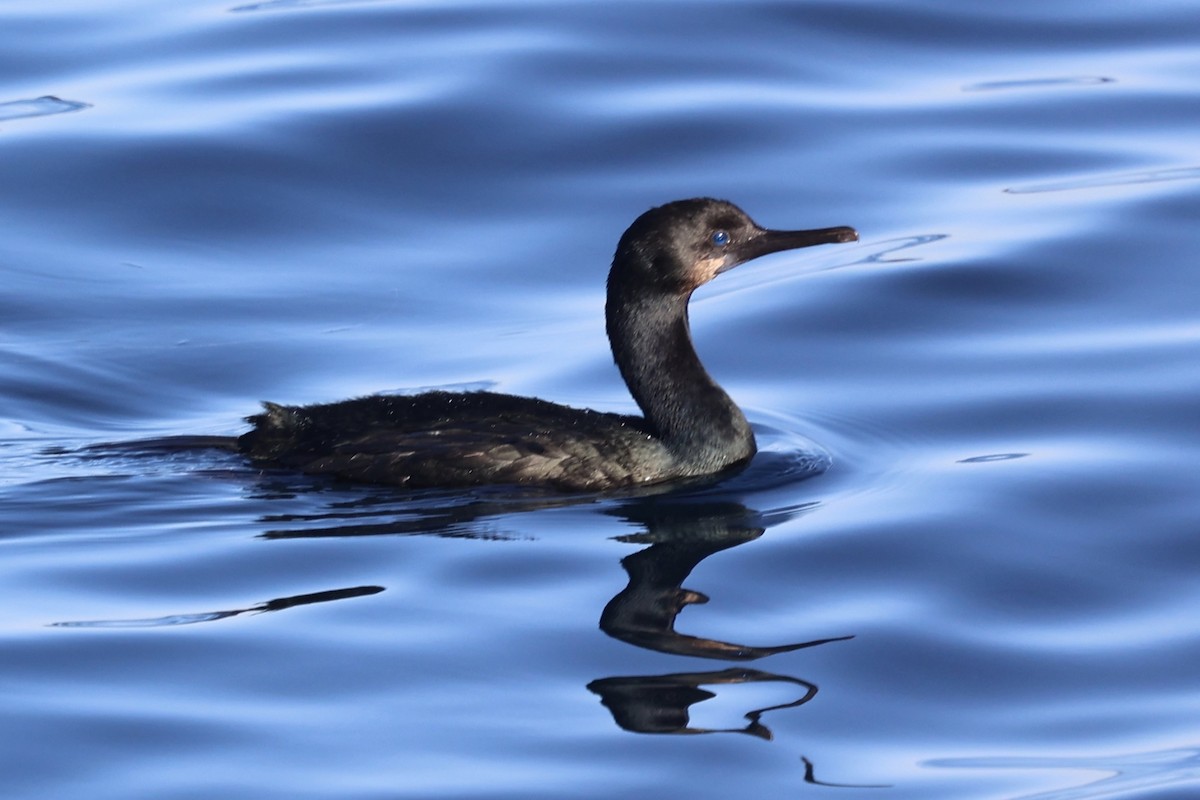 Brandt's Cormorant - ML643804920