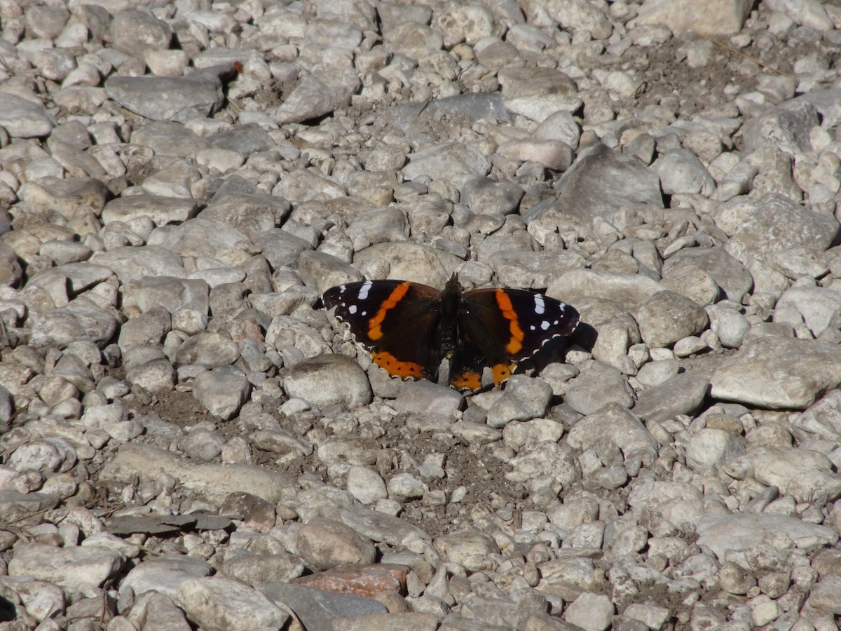 נימפית הסרפד - ML643804930