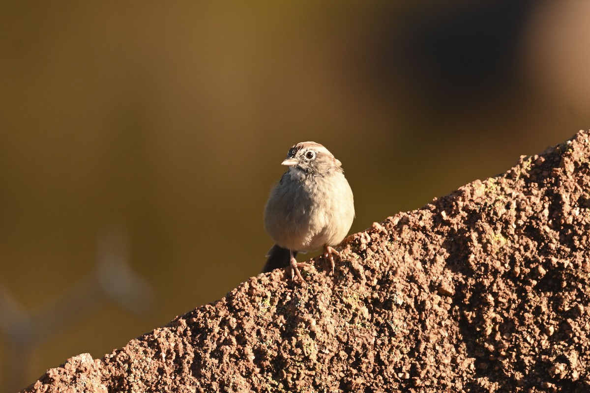 Rufous-crowned Sparrow - ML643804932