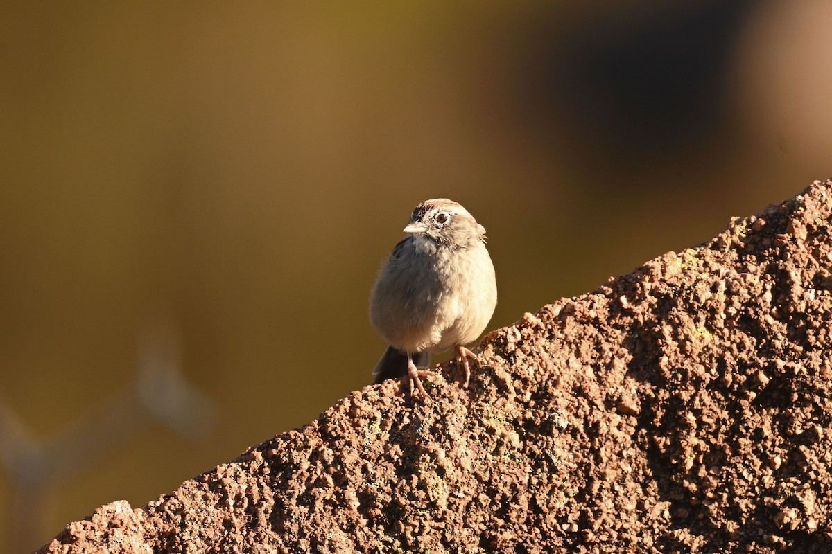 Rufous-crowned Sparrow - ML643804933