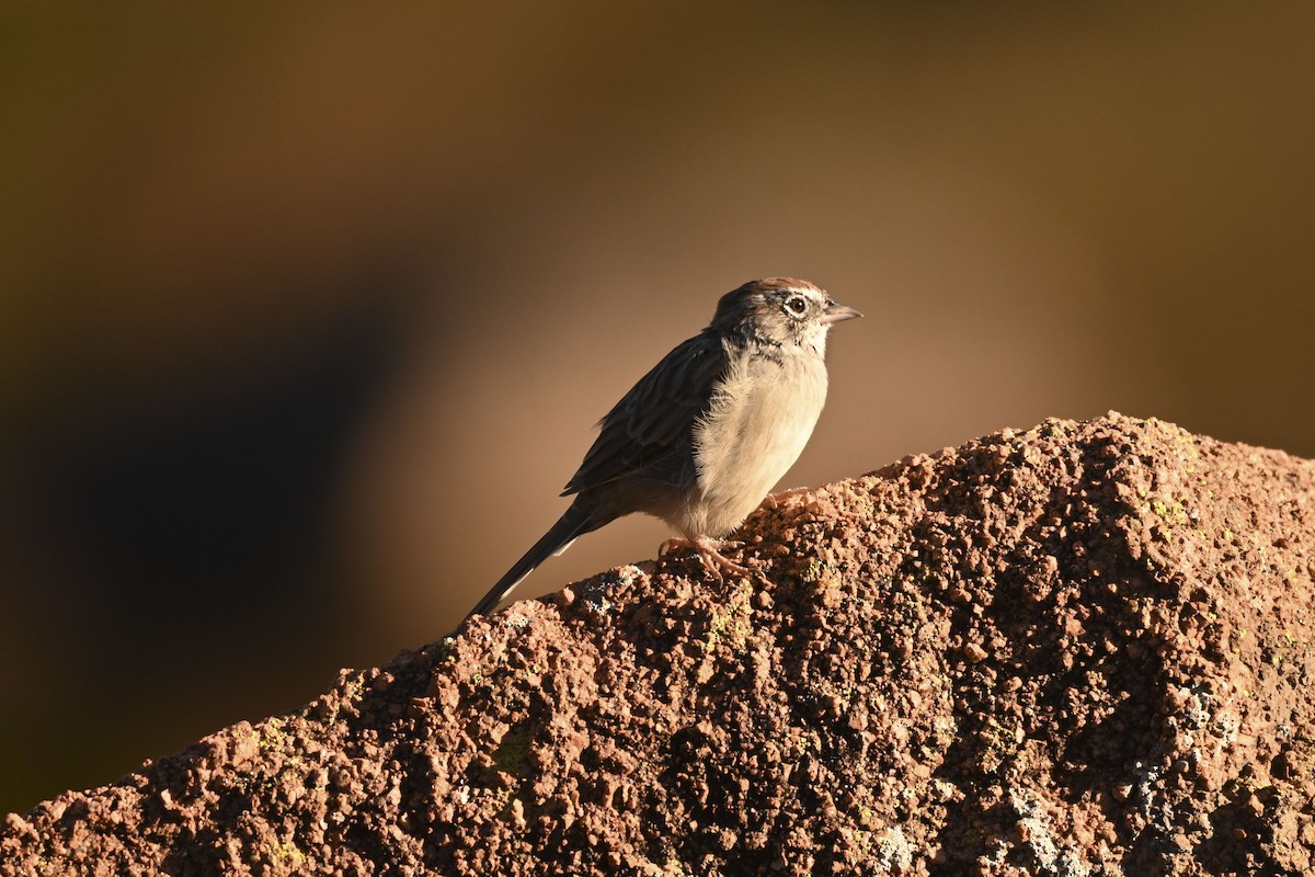 Rufous-crowned Sparrow - ML643804934