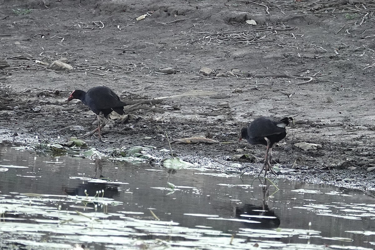 Australasian Swamphen - ML643804935
