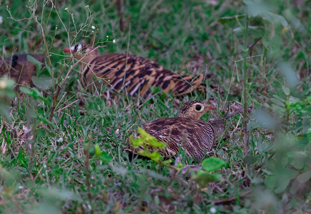 Painted Sandgrouse - ML643804938