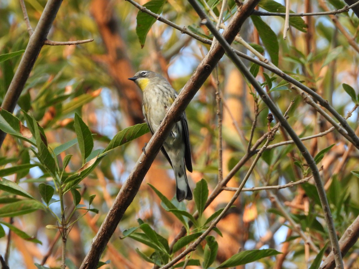 Yellow-rumped Warbler - ML643804939